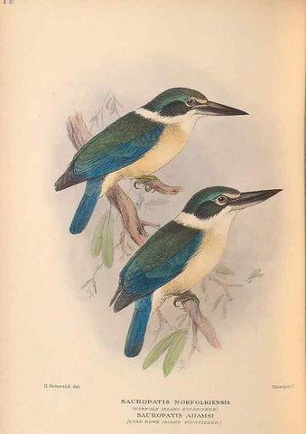Reproducción/Reproduction 48786071483: The birds of Norfolk & Lord Howe Islands and the Australasian South Polar quadrant :. London :H.F. & G. Witherby,1928.. 