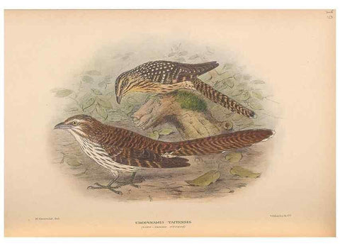 Reproducción/Reproduction 48786436511: The birds of Norfolk & Lord Howe Islands and the Australasian South Polar quadrant :. London :H.F. & G. Witherby,1928.. 