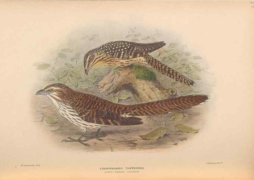 Reproducción/Reproduction 48786436511: The birds of Norfolk & Lord Howe Islands and the Australasian South Polar quadrant :. London :H.F. & G. Witherby,1928.. 