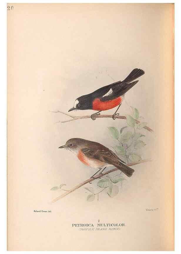 Reproducción/Reproduction 48786587442: The birds of Norfolk & Lord Howe Islands and the Australasian South Polar quadrant :. London :H.F. & G. Witherby,1928.. 