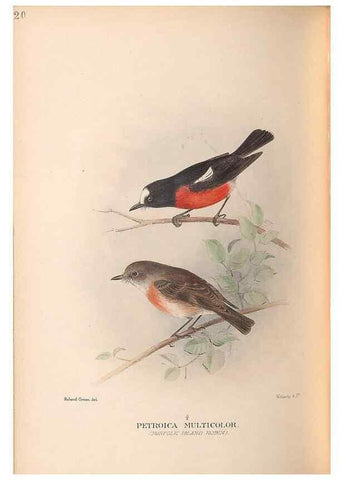 Reproducción/Reproduction 48786587442: The birds of Norfolk & Lord Howe Islands and the Australasian South Polar quadrant :. London :H.F. & G. Witherby,1928.. 