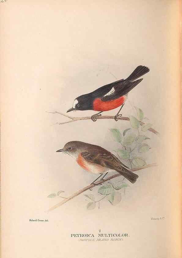 Reproducción/Reproduction 48786587442: The birds of Norfolk & Lord Howe Islands and the Australasian South Polar quadrant :. London :H.F. & G. Witherby,1928.. 