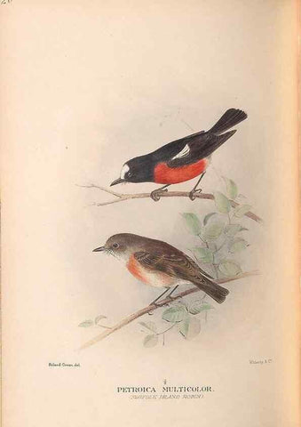 Reproducción/Reproduction 48786587442: The birds of Norfolk & Lord Howe Islands and the Australasian South Polar quadrant :. London :H.F. & G. Witherby,1928.. 