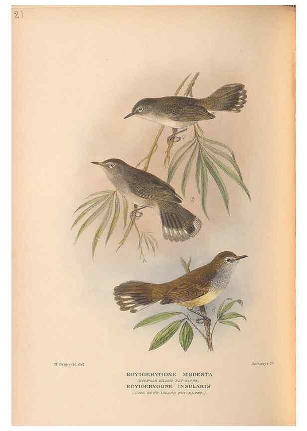 Reproducción/Reproduction 48786072083: The birds of Norfolk & Lord Howe Islands and the Australasian South Polar quadrant :. London :H.F. & G. Witherby,1928.. 