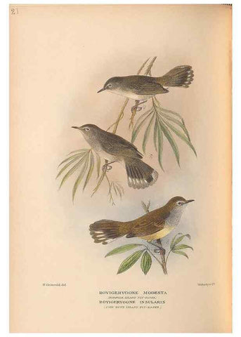 Reproducción/Reproduction 48786072083: The birds of Norfolk & Lord Howe Islands and the Australasian South Polar quadrant :. London :H.F. & G. Witherby,1928.. 