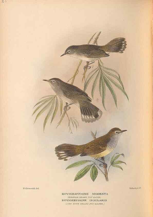 Reproducción/Reproduction 48786072083: The birds of Norfolk & Lord Howe Islands and the Australasian South Polar quadrant :. London :H.F. & G. Witherby,1928.. 