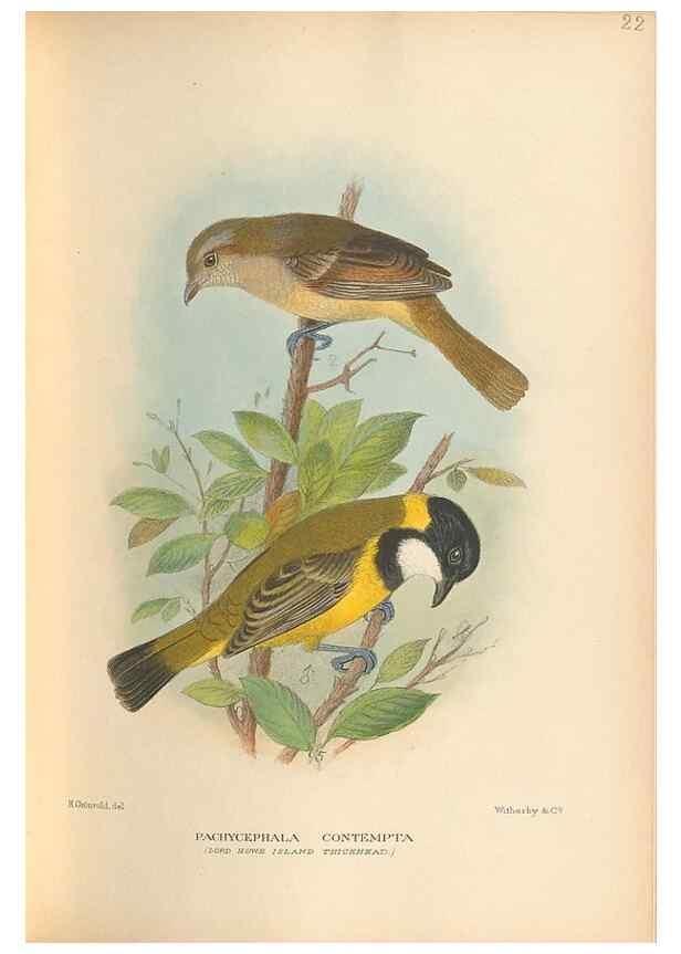 Reproducción/Reproduction 48786437081: The birds of Norfolk & Lord Howe Islands and the Australasian South Polar quadrant :. London :H.F. & G. Witherby,1928.. 
