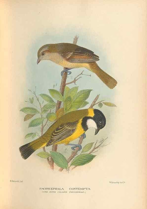 Reproducción/Reproduction 48786437081: The birds of Norfolk & Lord Howe Islands and the Australasian South Polar quadrant :. London :H.F. & G. Witherby,1928.. 