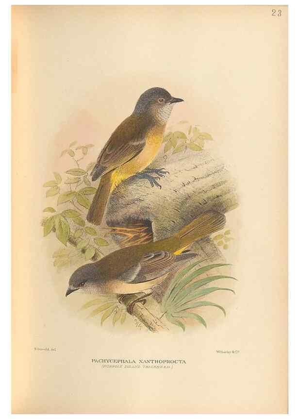 Reproducción/Reproduction 48786587947: The birds of Norfolk & Lord Howe Islands and the Australasian South Polar quadrant :. London :H.F. & G. Witherby,1928.. 