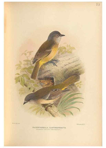 Reproducción/Reproduction 48786587947: The birds of Norfolk & Lord Howe Islands and the Australasian South Polar quadrant :. London :H.F. & G. Witherby,1928.. 