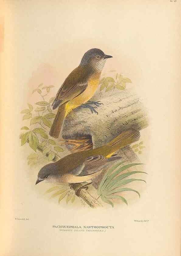 Reproducción/Reproduction 48786587947: The birds of Norfolk & Lord Howe Islands and the Australasian South Polar quadrant :. London :H.F. & G. Witherby,1928.. 