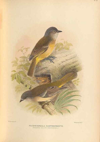 Reproducción/Reproduction 48786587947: The birds of Norfolk & Lord Howe Islands and the Australasian South Polar quadrant :. London :H.F. & G. Witherby,1928.. 