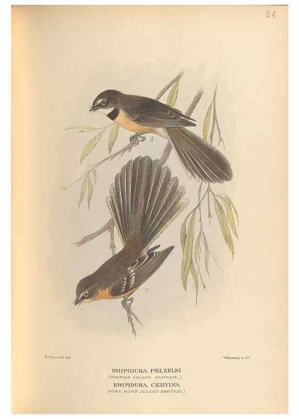 Reproducción/Reproduction 48786588147: The birds of Norfolk & Lord Howe Islands and the Australasian South Polar quadrant :. London :H.F. & G. Witherby,1928.. 