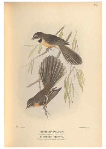 Reproducción/Reproduction 48786588147: The birds of Norfolk & Lord Howe Islands and the Australasian South Polar quadrant :. London :H.F. & G. Witherby,1928.. 