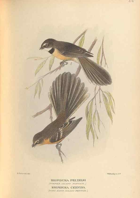 Reproducción/Reproduction 48786588147: The birds of Norfolk & Lord Howe Islands and the Australasian South Polar quadrant :. London :H.F. & G. Witherby,1928.. 