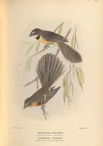 Reproducción/Reproduction 48786588147: The birds of Norfolk & Lord Howe Islands and the Australasian South Polar quadrant :. London :H.F. & G. Witherby,1928.. 