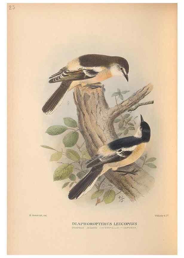 Reproducción/Reproduction 48786588342: The birds of Norfolk & Lord Howe Islands and the Australasian South Polar quadrant :. London :H.F. & G. Witherby,1928.. 