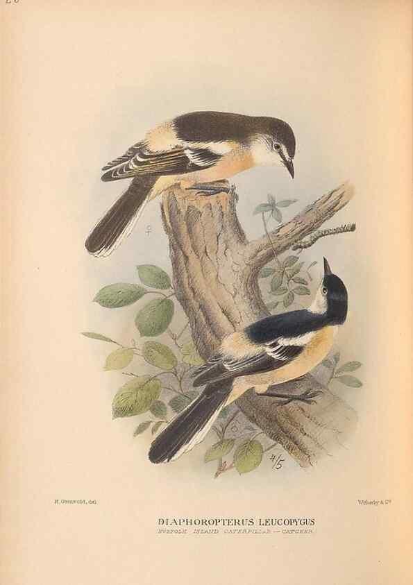 Reproducción/Reproduction 48786588342: The birds of Norfolk & Lord Howe Islands and the Australasian South Polar quadrant :. London :H.F. & G. Witherby,1928.. 