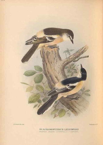 Reproducción/Reproduction 48786588342: The birds of Norfolk & Lord Howe Islands and the Australasian South Polar quadrant :. London :H.F. & G. Witherby,1928.. 