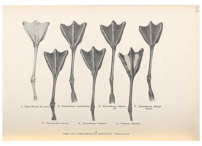 Reproducción/Reproduction 48786069798: The birds of Norfolk & Lord Howe Islands and the Australasian South Polar quadrant :. London :H.F. & G. Witherby,1928.. 