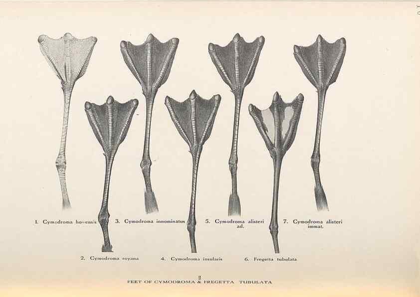 Reproducción/Reproduction 48786069798: The birds of Norfolk & Lord Howe Islands and the Australasian South Polar quadrant :. London :H.F. & G. Witherby,1928.. 