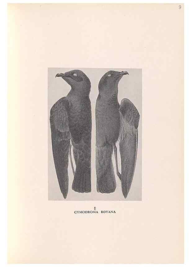 Reproducción/Reproduction 48786434276: The birds of Norfolk & Lord Howe Islands and the Australasian South Polar quadrant :. London :H.F. & G. Witherby,1928.. 