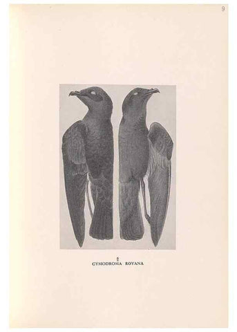 Reproducción/Reproduction 48786434276: The birds of Norfolk & Lord Howe Islands and the Australasian South Polar quadrant :. London :H.F. & G. Witherby,1928.. 