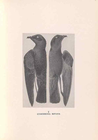 Reproducción/Reproduction 48786434276: The birds of Norfolk & Lord Howe Islands and the Australasian South Polar quadrant :. London :H.F. & G. Witherby,1928.. 