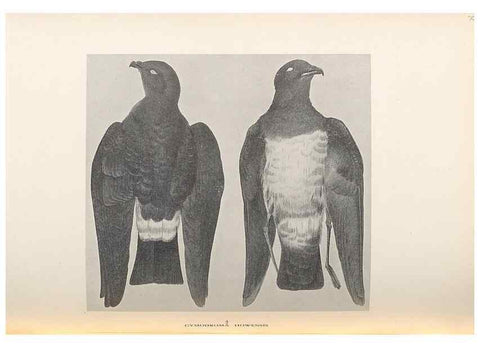 Reproducción/Reproduction 48786584922: The birds of Norfolk & Lord Howe Islands and the Australasian South Polar quadrant :. London :H.F. & G. Witherby,1928.. 