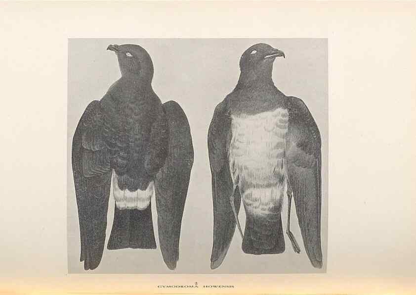 Reproducción/Reproduction 48786584922: The birds of Norfolk & Lord Howe Islands and the Australasian South Polar quadrant :. London :H.F. & G. Witherby,1928.. 