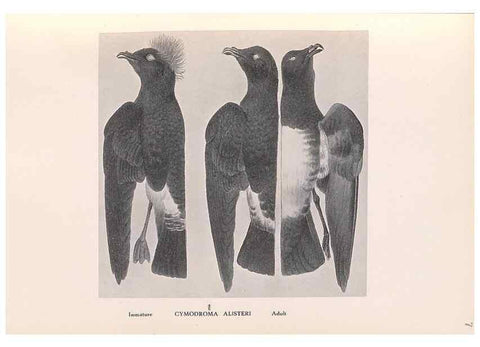 Reproducción/Reproduction 48786433821: The birds of Norfolk & Lord Howe Islands and the Australasian South Polar quadrant :. London :H.F. & G. Witherby,1928.. 