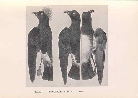 Reproducción/Reproduction 48786433821: The birds of Norfolk & Lord Howe Islands and the Australasian South Polar quadrant :. London :H.F. & G. Witherby,1928.. 