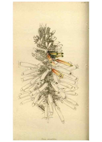 Reproducción/Reproduction 48783623077: The botanical cabinet. London :John & Arthur Arch ...,1817-1833.. 
