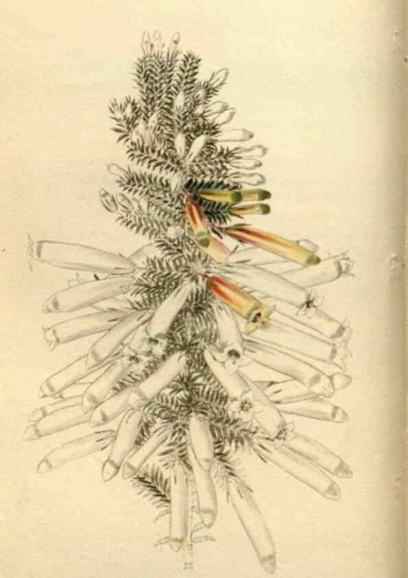 Reproducción/Reproduction 48783623077: The botanical cabinet. London :John & Arthur Arch ...,1817-1833.. 
