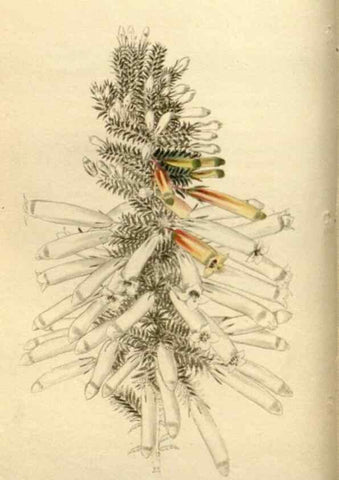 Reproducción/Reproduction 48783623077: The botanical cabinet. London :John & Arthur Arch ...,1817-1833.. 