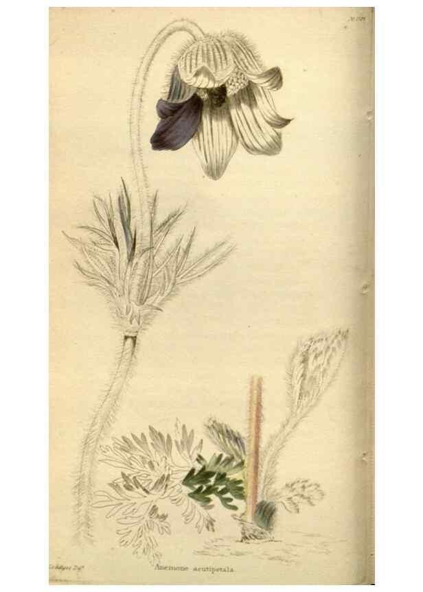 Reproducción/Reproduction 48783623557: The botanical cabinet. London :John & Arthur Arch ...,1817-1833.. 