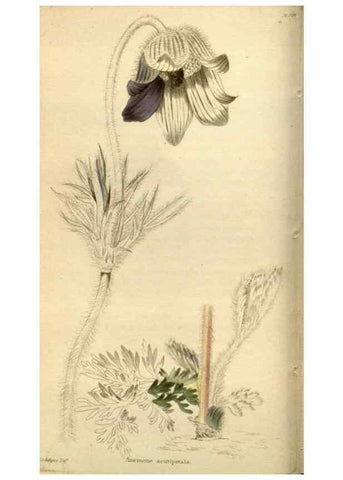 Reproducción/Reproduction 48783623557: The botanical cabinet. London :John & Arthur Arch ...,1817-1833.. 