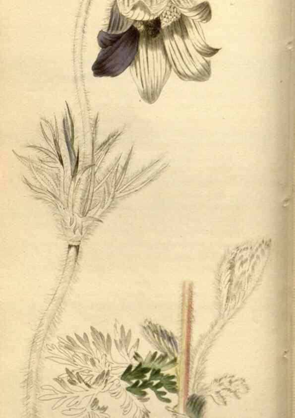 Reproducción/Reproduction 48783623557: The botanical cabinet. London :John & Arthur Arch ...,1817-1833.. 