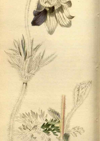 Reproducción/Reproduction 48783623557: The botanical cabinet. London :John & Arthur Arch ...,1817-1833.. 