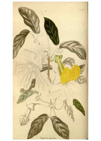 Reproducción/Reproduction 48783095898: The botanical cabinet. London :John & Arthur Arch ...,1817-1833.. 