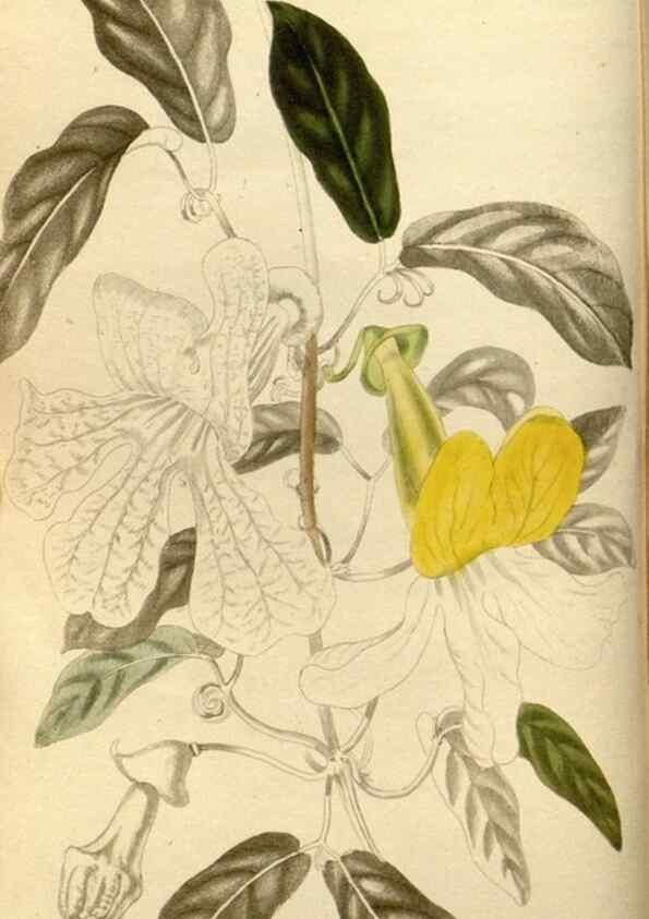 Reproducción/Reproduction 48783095898: The botanical cabinet. London :John & Arthur Arch ...,1817-1833.. 