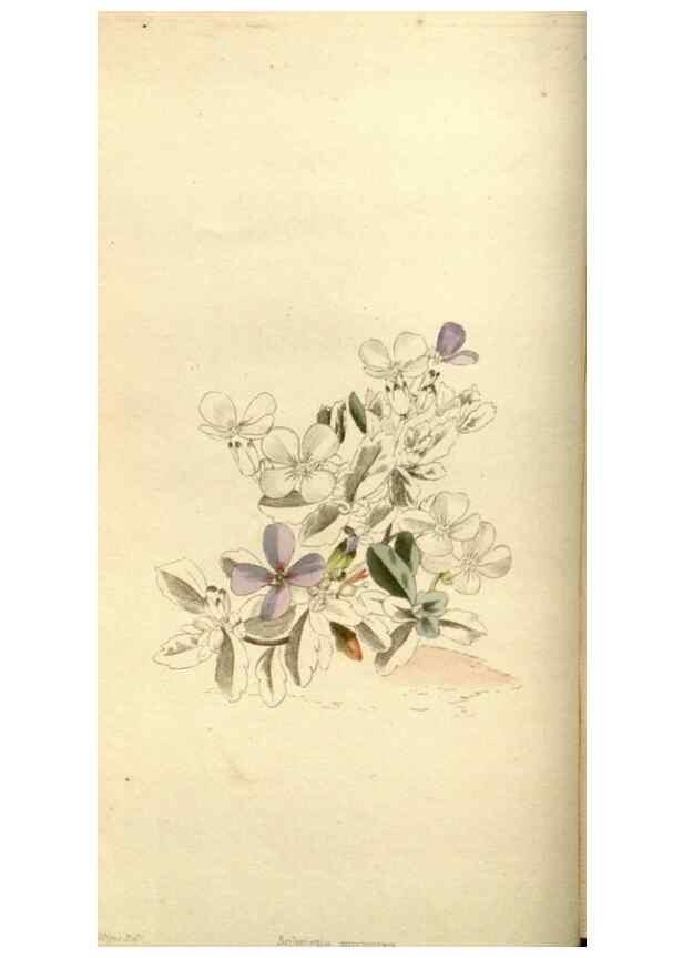 Reproducción/Reproduction 48783624642: The botanical cabinet. London :John & Arthur Arch ...,1817-1833.. 