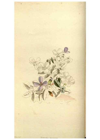 Reproducción/Reproduction 48783624642: The botanical cabinet. London :John & Arthur Arch ...,1817-1833.. 