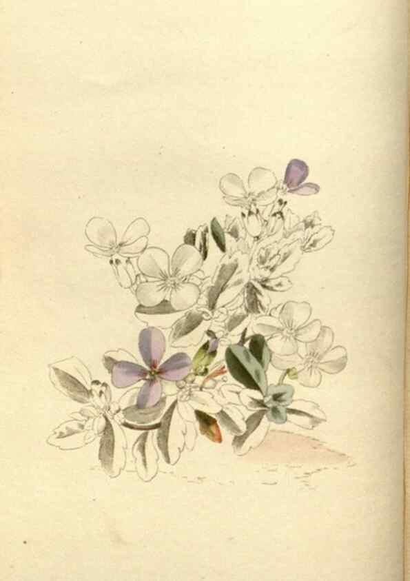 Reproducción/Reproduction 48783624642: The botanical cabinet. London :John & Arthur Arch ...,1817-1833.. 