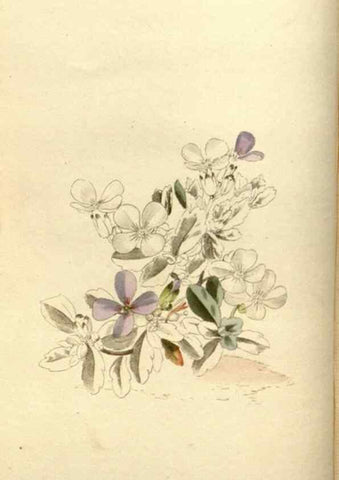 Reproducción/Reproduction 48783624642: The botanical cabinet. London :John & Arthur Arch ...,1817-1833.. 
