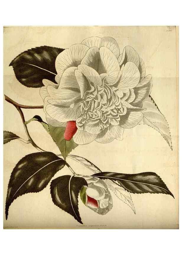 Reproducción/Reproduction 48783097248: The botanical cabinet. London :John & Arthur Arch ...,1817-1833.. 