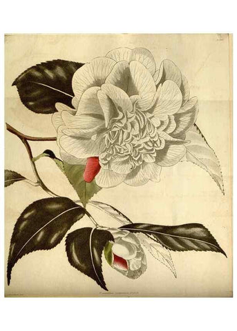Reproducción/Reproduction 48783097248: The botanical cabinet. London :John & Arthur Arch ...,1817-1833.. 