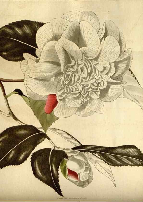 Reproducción/Reproduction 48783097248: The botanical cabinet. London :John & Arthur Arch ...,1817-1833.. 