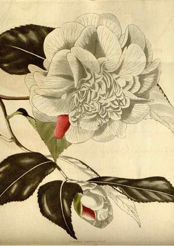 Reproducción/Reproduction 48783097248: The botanical cabinet. London :John & Arthur Arch ...,1817-1833.. 