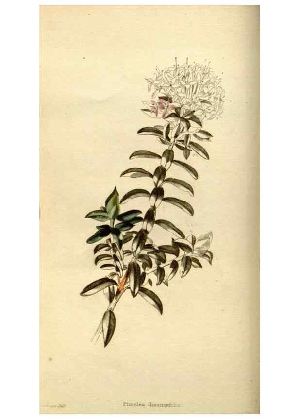 Reproducción/Reproduction 48783463211: The botanical cabinet. London :John & Arthur Arch ...,1817-1833.. 